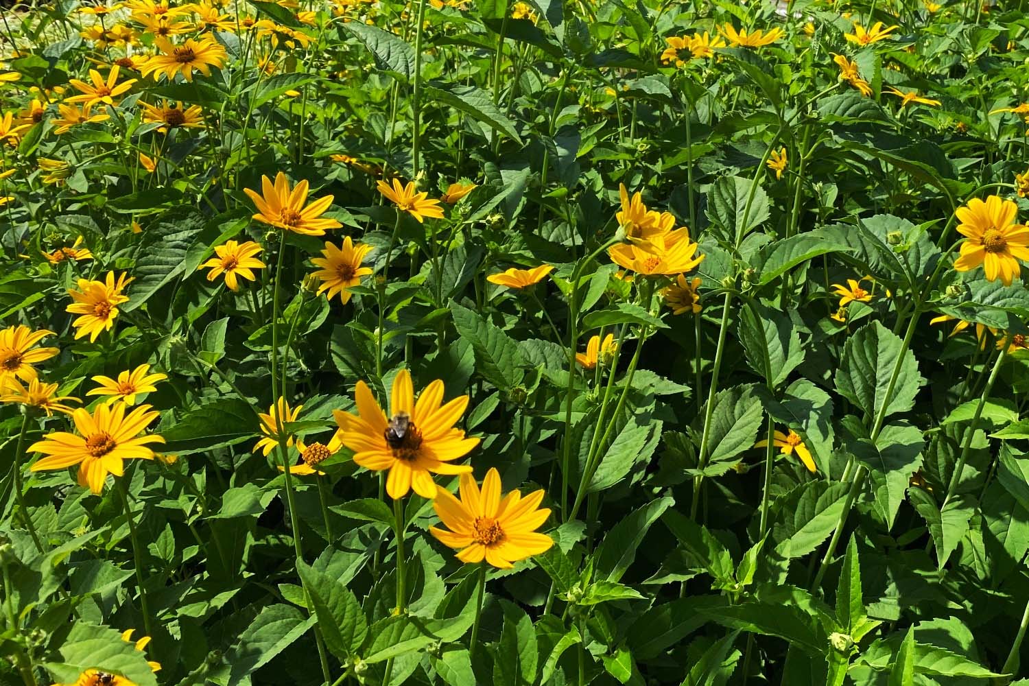 Heliopsis helianthoides  False Sunflower Native Plantings of Long Island SuffolkHydroseeding.com 